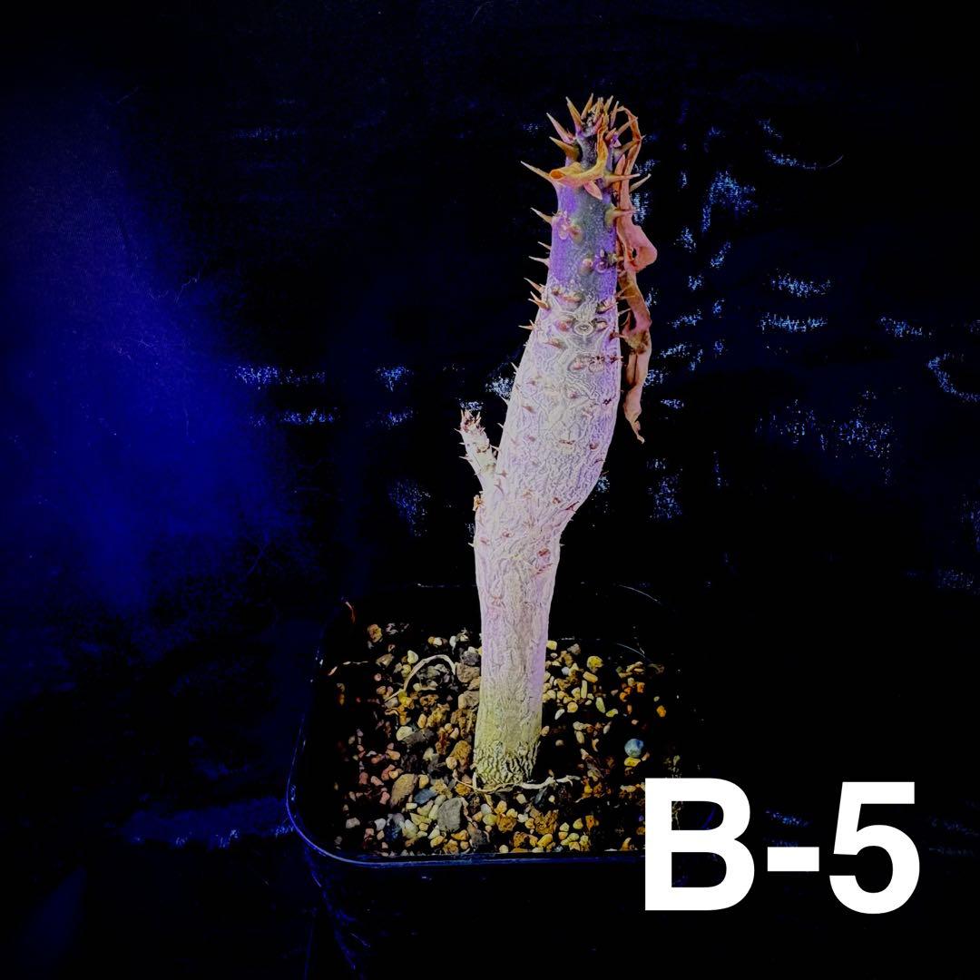 /様 塊根植物他 実生苗 2/3