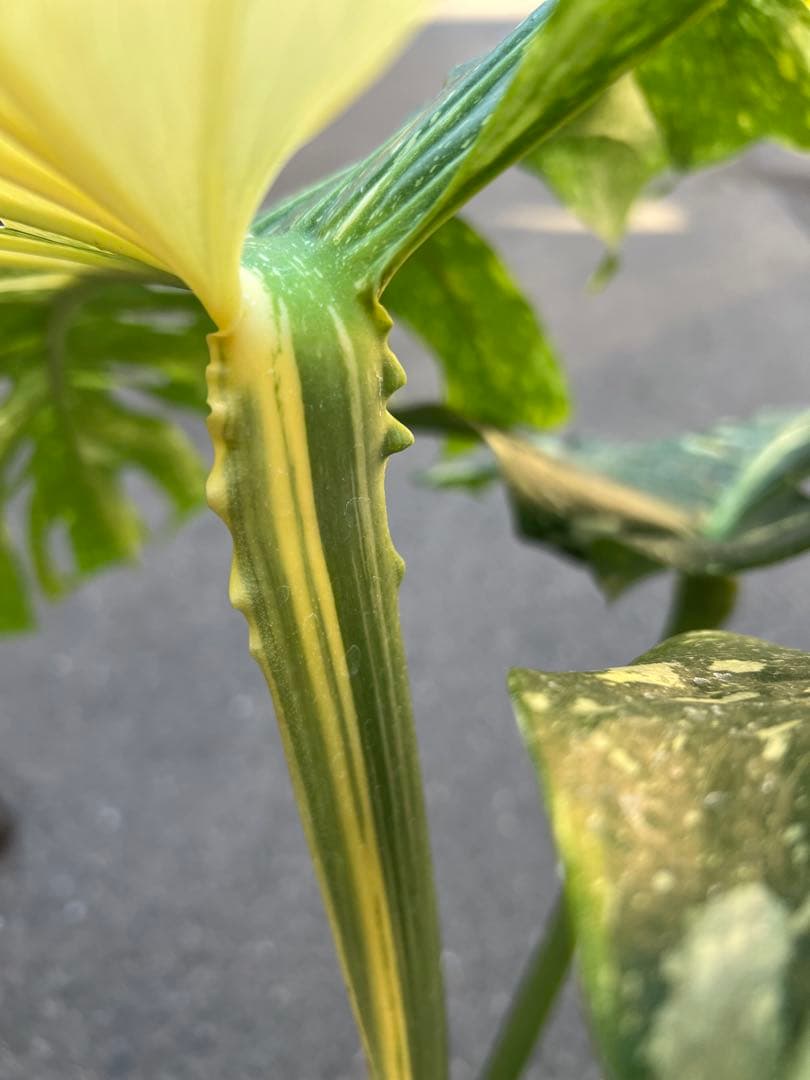 B*S様 現品モンステラ　デリシオーサ　イエローモンスター