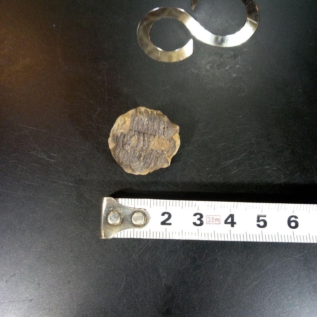 三葉虫　化石　fossil　海　ボリビア産　trilobite　海生動物網⑩
