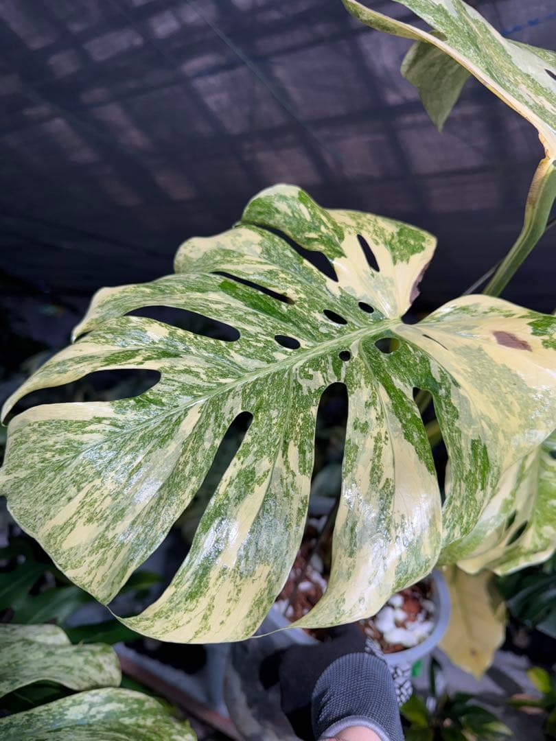 早い者勝ち　モンステラ　デリシオーサ　レガシー　久々絶美斑入り株