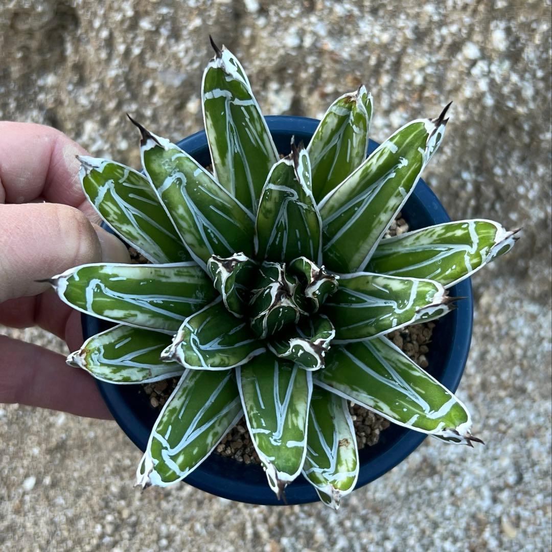 アガベ　笹の雪　極氷山　白虎斑