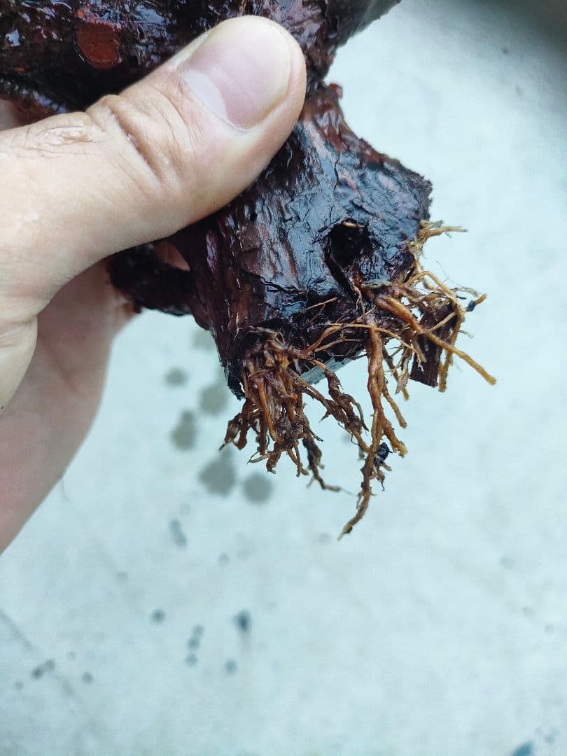 s*h様 ペラルゴニウムミラビレ