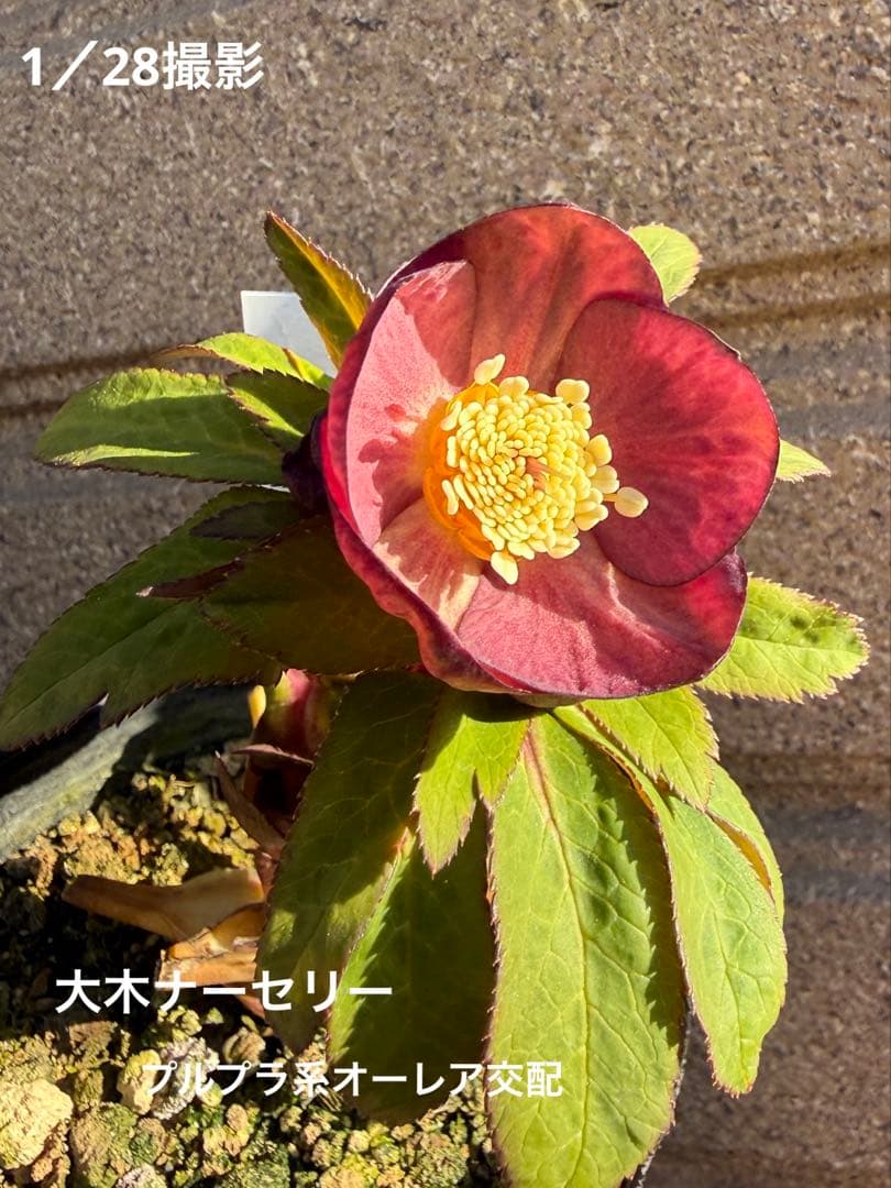 【未株分】大木ナーセリー クリスマスローズ プルプラ系オーレア交配