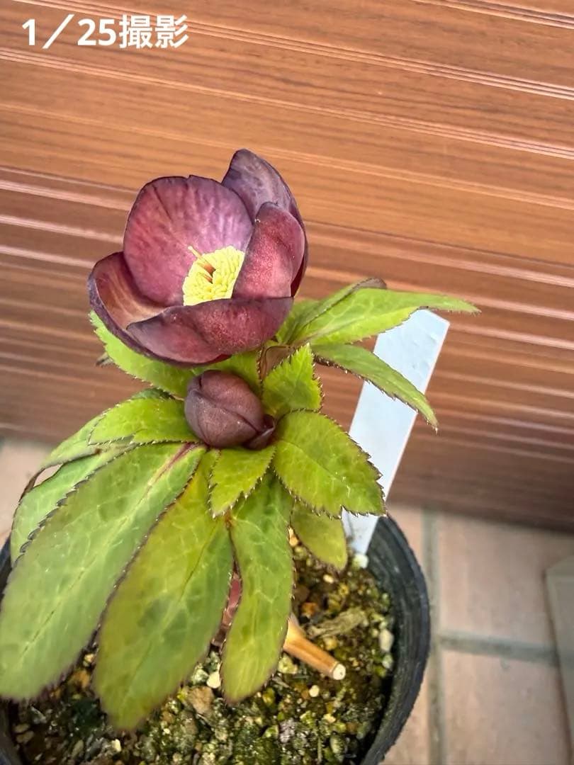 【未株分】大木ナーセリー クリスマスローズ プルプラ系オーレア交配