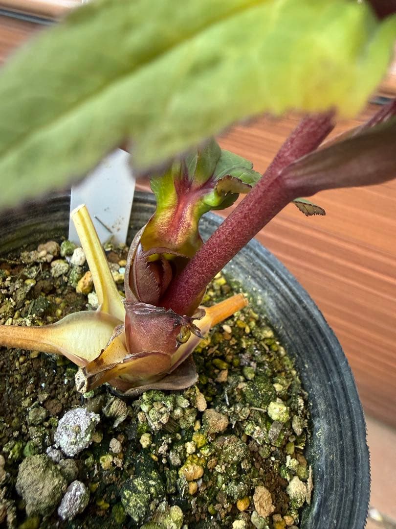 【未株分】大木ナーセリー クリスマスローズ プルプラ系オーレア交配