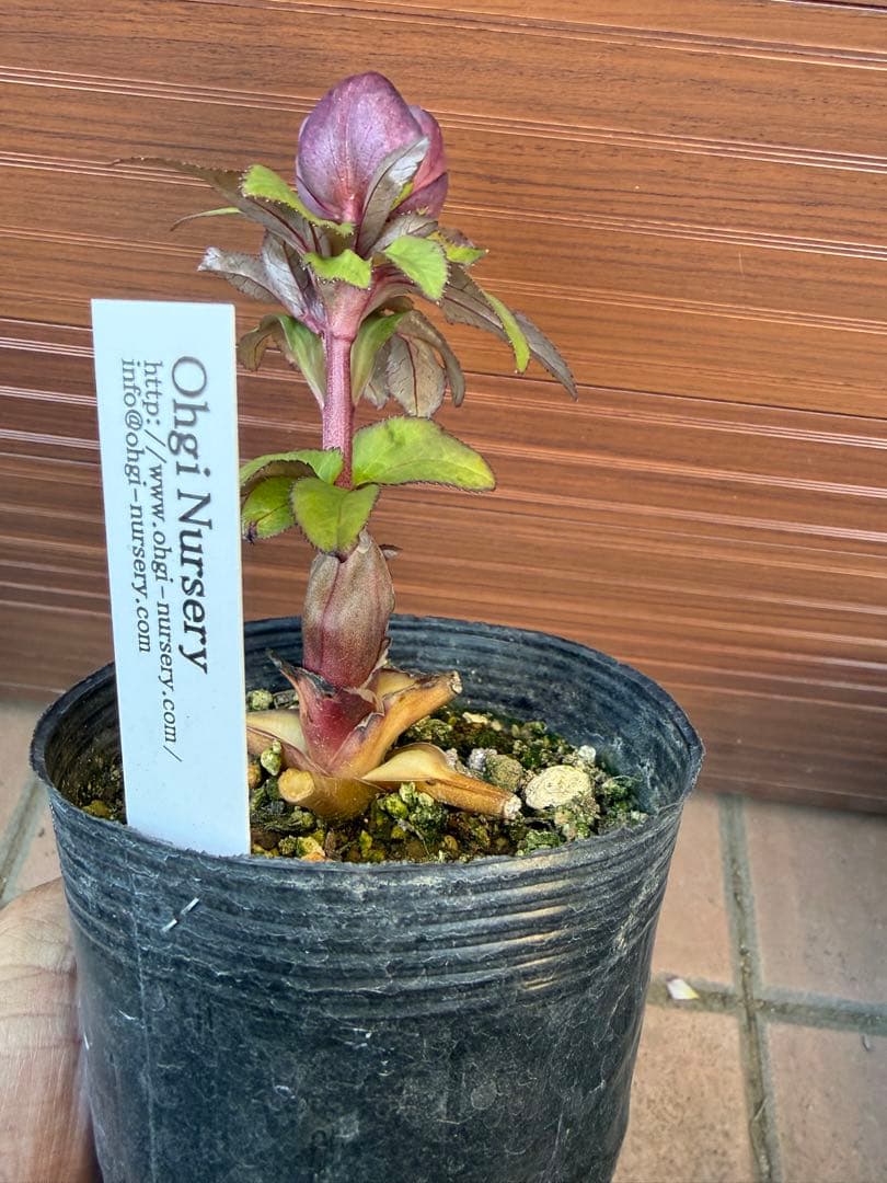 【未株分】大木ナーセリー クリスマスローズ プルプラ系オーレア交配