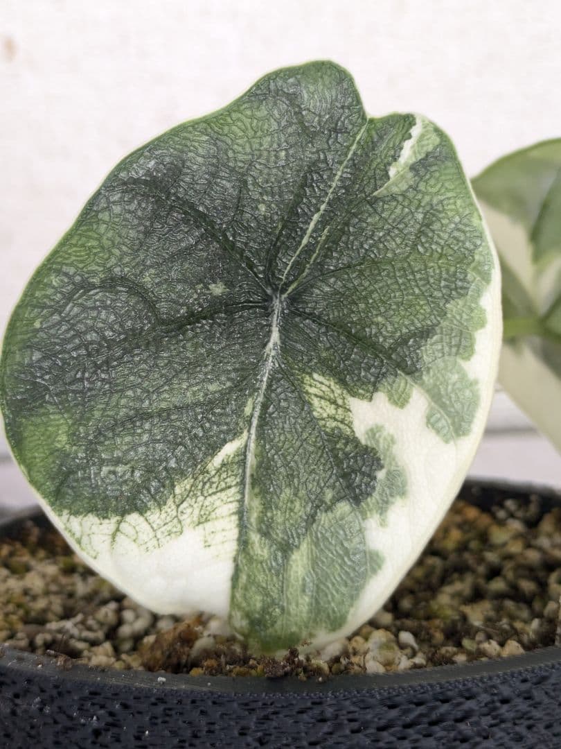 アロカシア　メロ　アルボ（白斑入り）