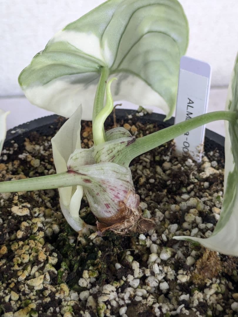 アロカシア　メロ　アルボ（白斑入り）