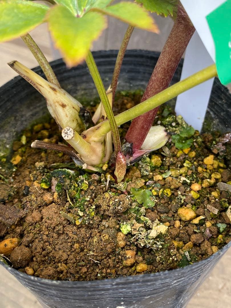 紅　大木ナーセリー