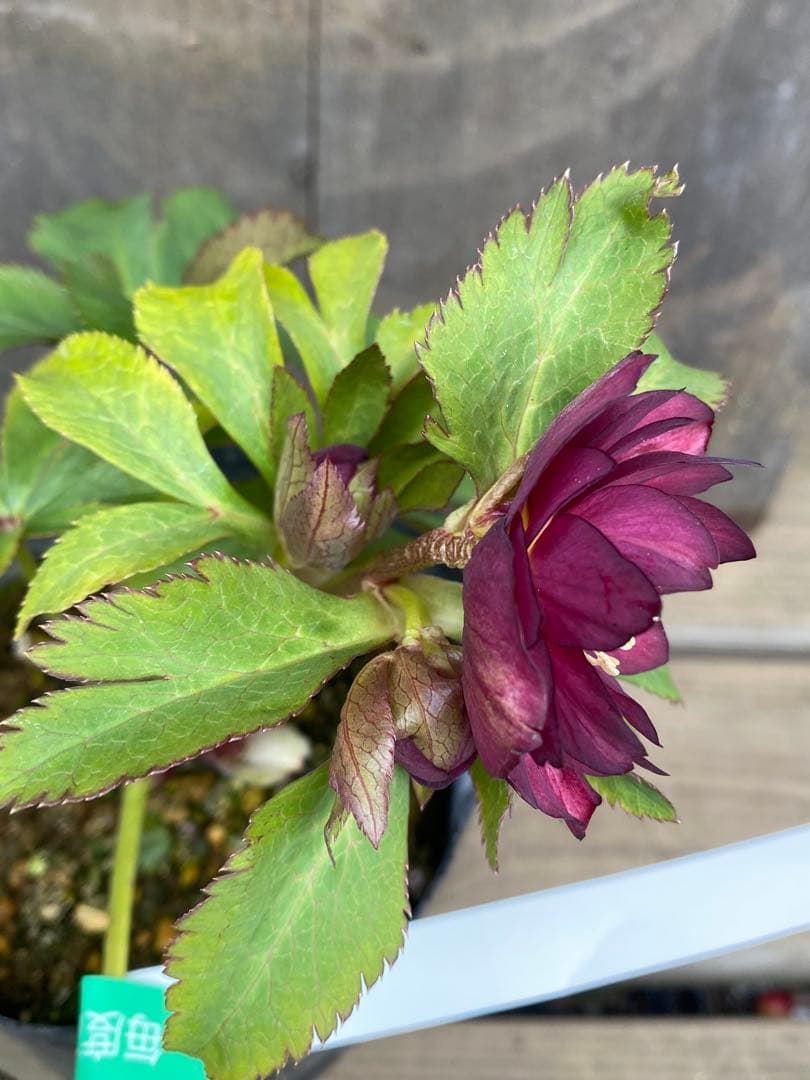 紅　大木ナーセリー