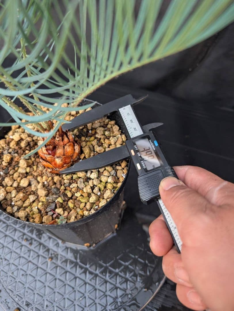 決算創業祭 お買い得 サイカスカイルンシアナ 3