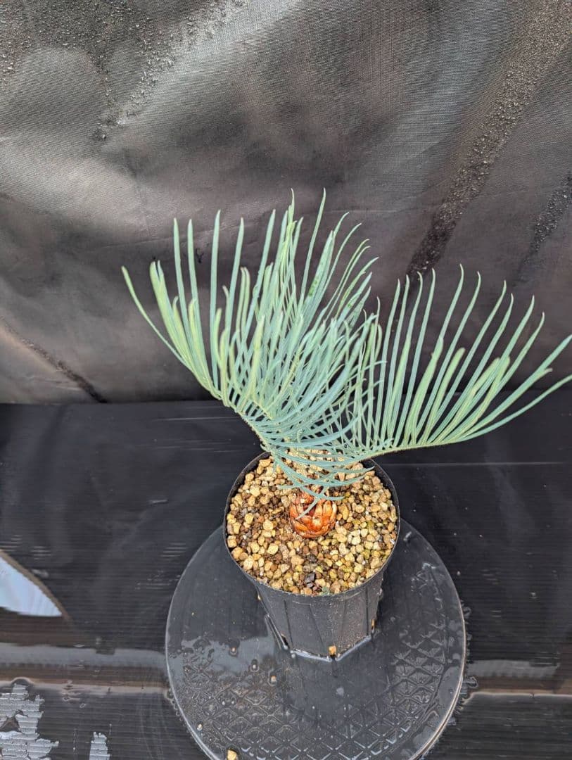 決算創業祭 お買い得 サイカスカイルンシアナ 3