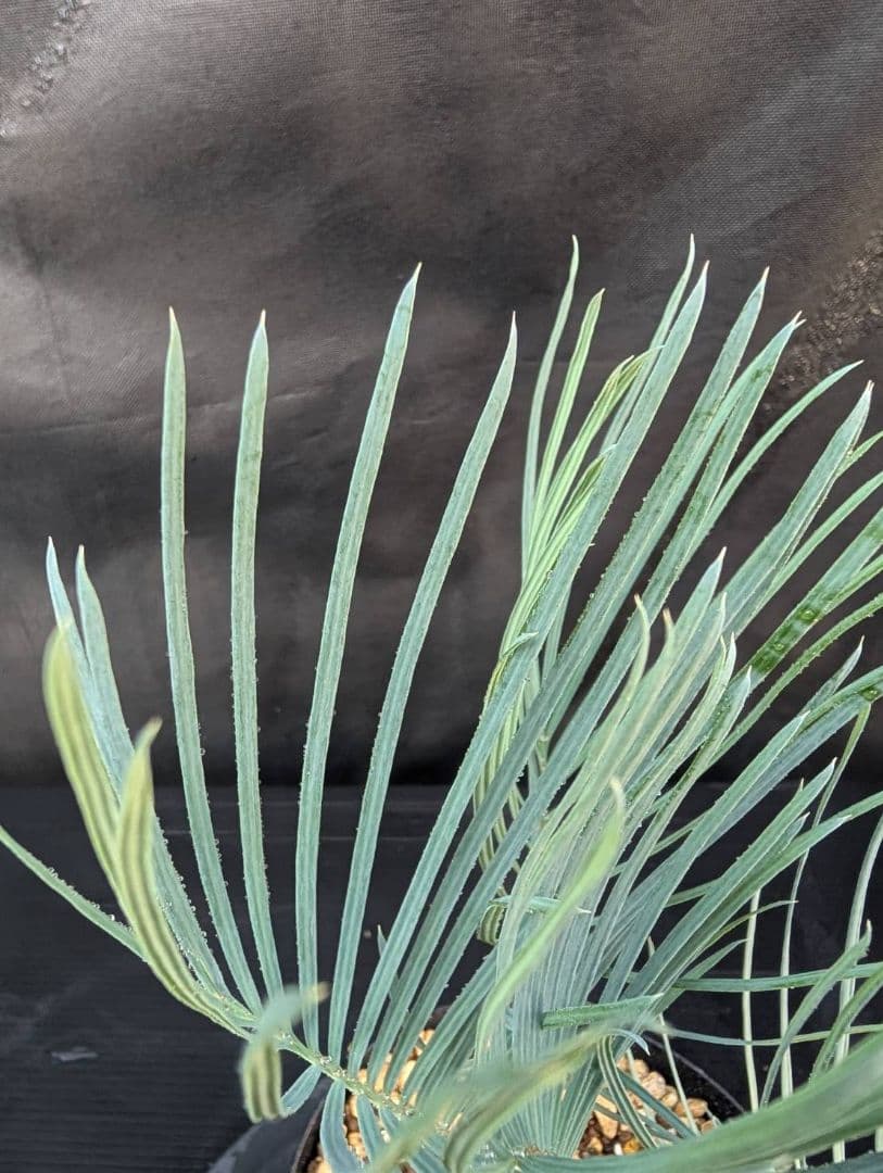 決算創業祭 お買い得 サイカスカイルンシアナ 3