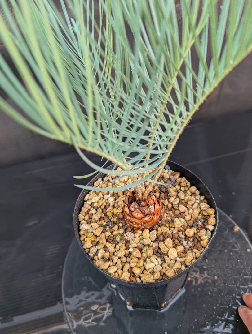 決算創業祭 お買い得 サイカスカイルンシアナ 3