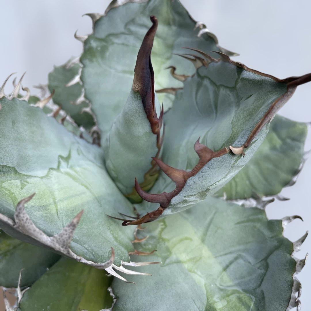 アガベ　チタノタ　‘1981’ 極上ブルー　中斑模様　オテロイ　珍品