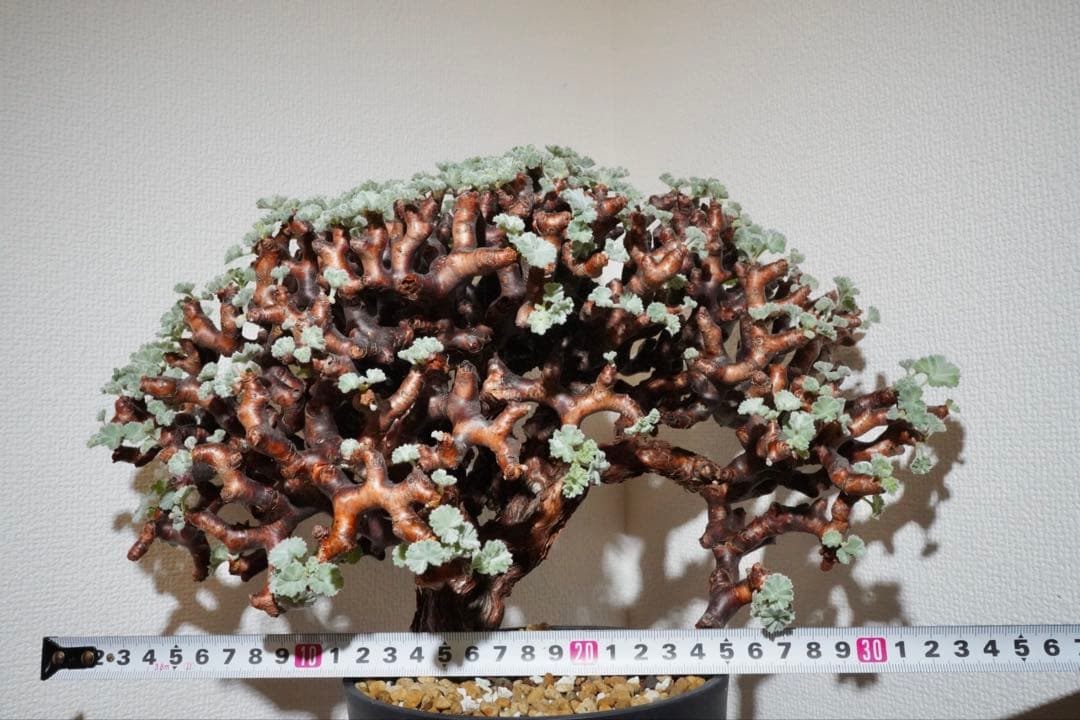 cocoroi様　ペラルゴニウム ミラビレ 幅32㎝ コレクション美株 発根済