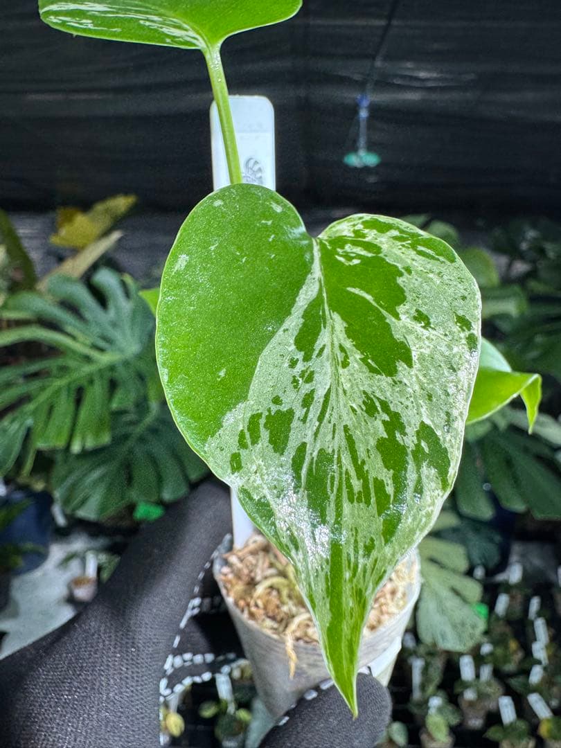 1モンステラ　デリシオーサ　ベトシオーサ　2寸ポリポット　ネコポス発送