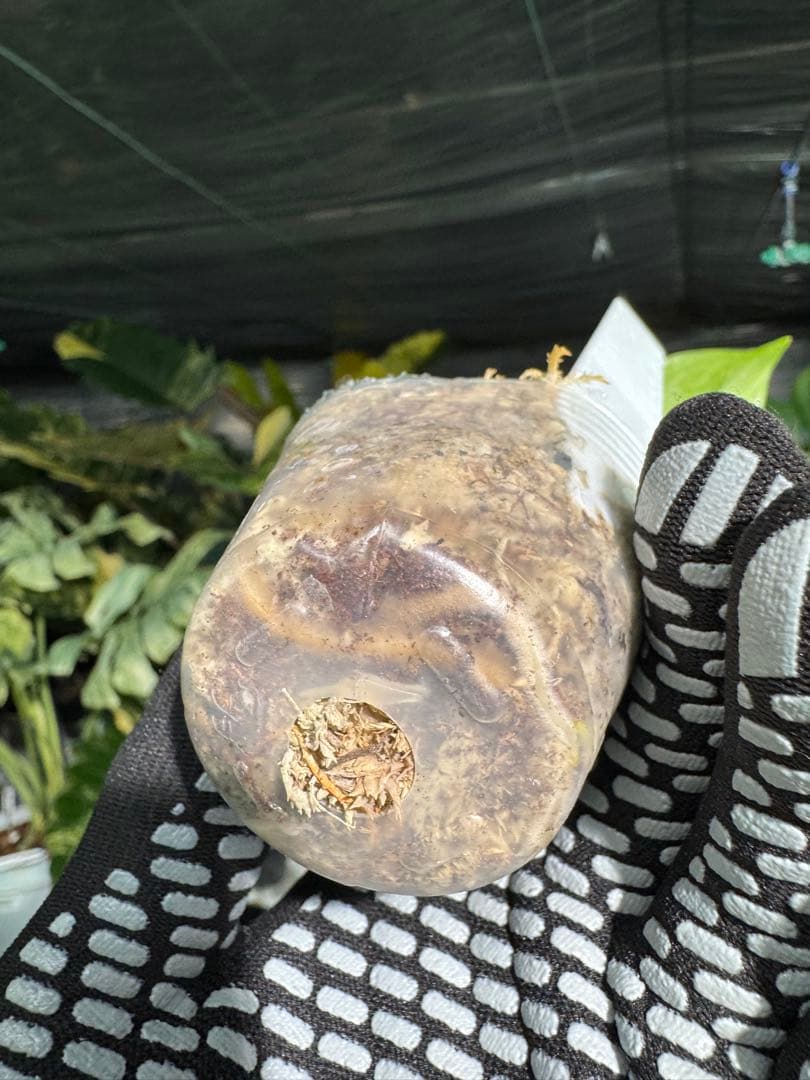 1モンステラ　デリシオーサ　ベトシオーサ　2寸ポリポット　ネコポス発送