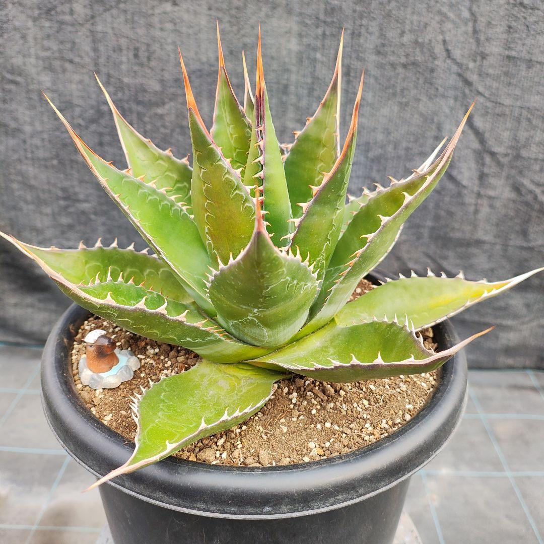 T*y様 アガベ モンタナ　大株