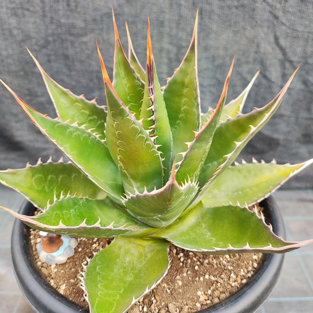 T*y様 アガベ モンタナ　大株