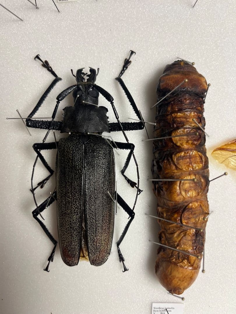 【極太珍々】スジバネトゲフチオオウスバカミキリムシの幼虫 特大