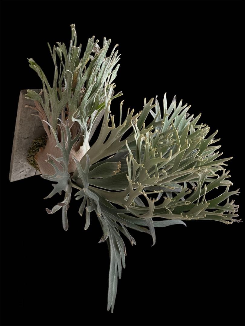 ビカクシダ　veitchii pedro tatsuta OC 年内最後株