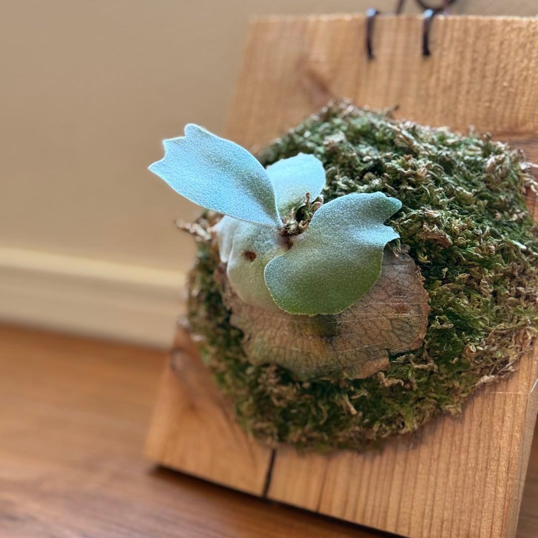 ビカクシダ　veitchii pedro tatsuta OC 年内最後株