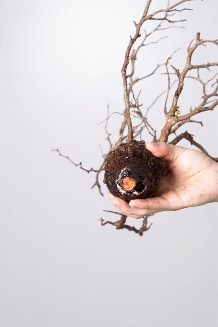 JP67 オペルクリカリア パキプス コーデックス ベアルート株