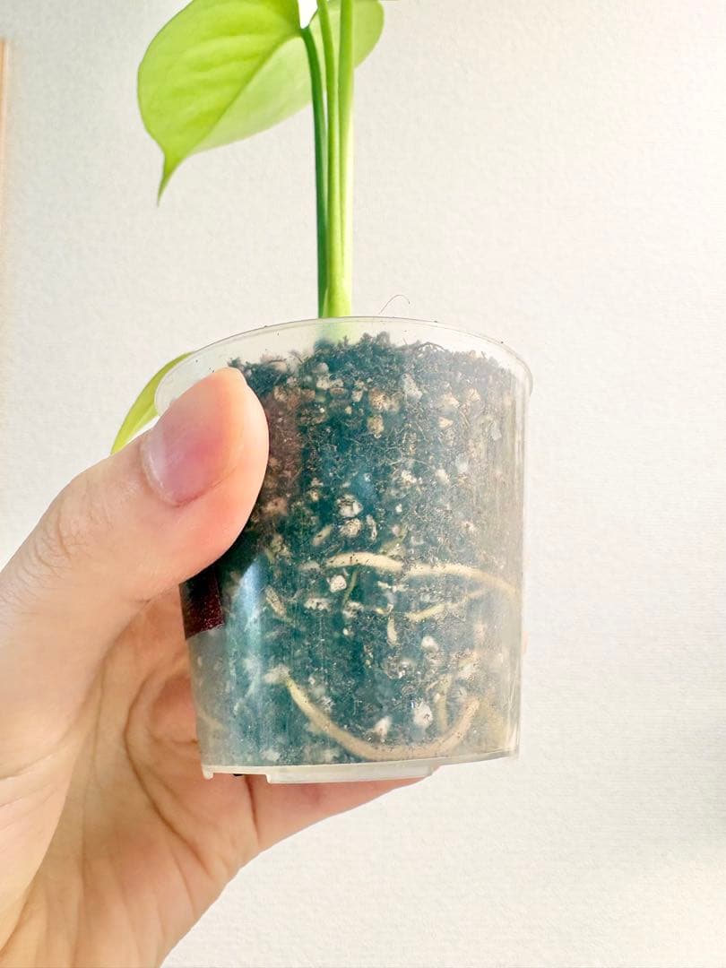 【レア】モンステラ レモンライム #2