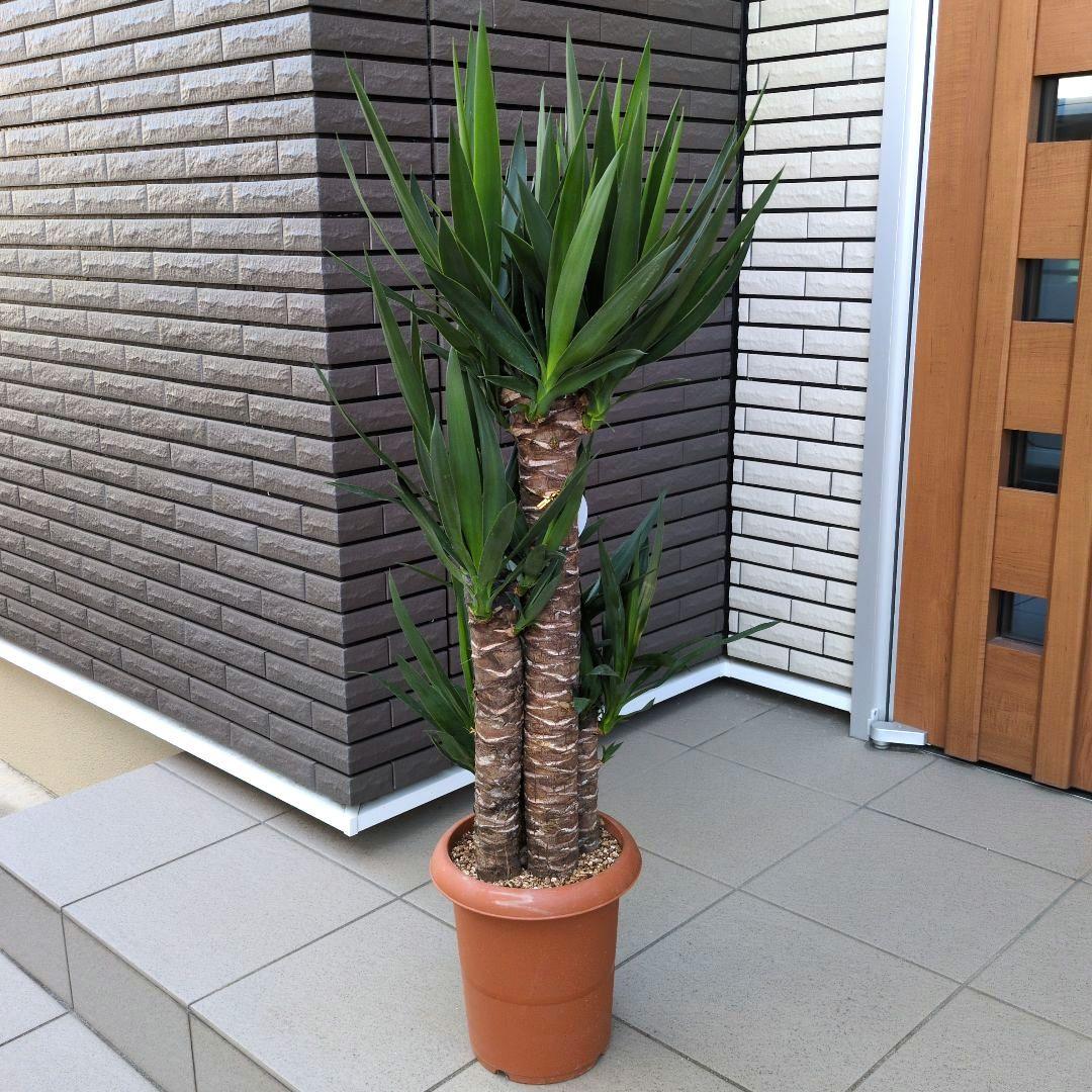 観葉植物　ユッカ　エレファンティペス 青年の木　４本植え　８号鉢