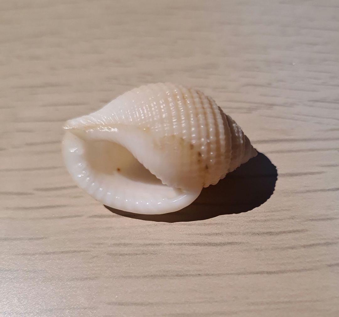 貝殻 Oocorys Lussii