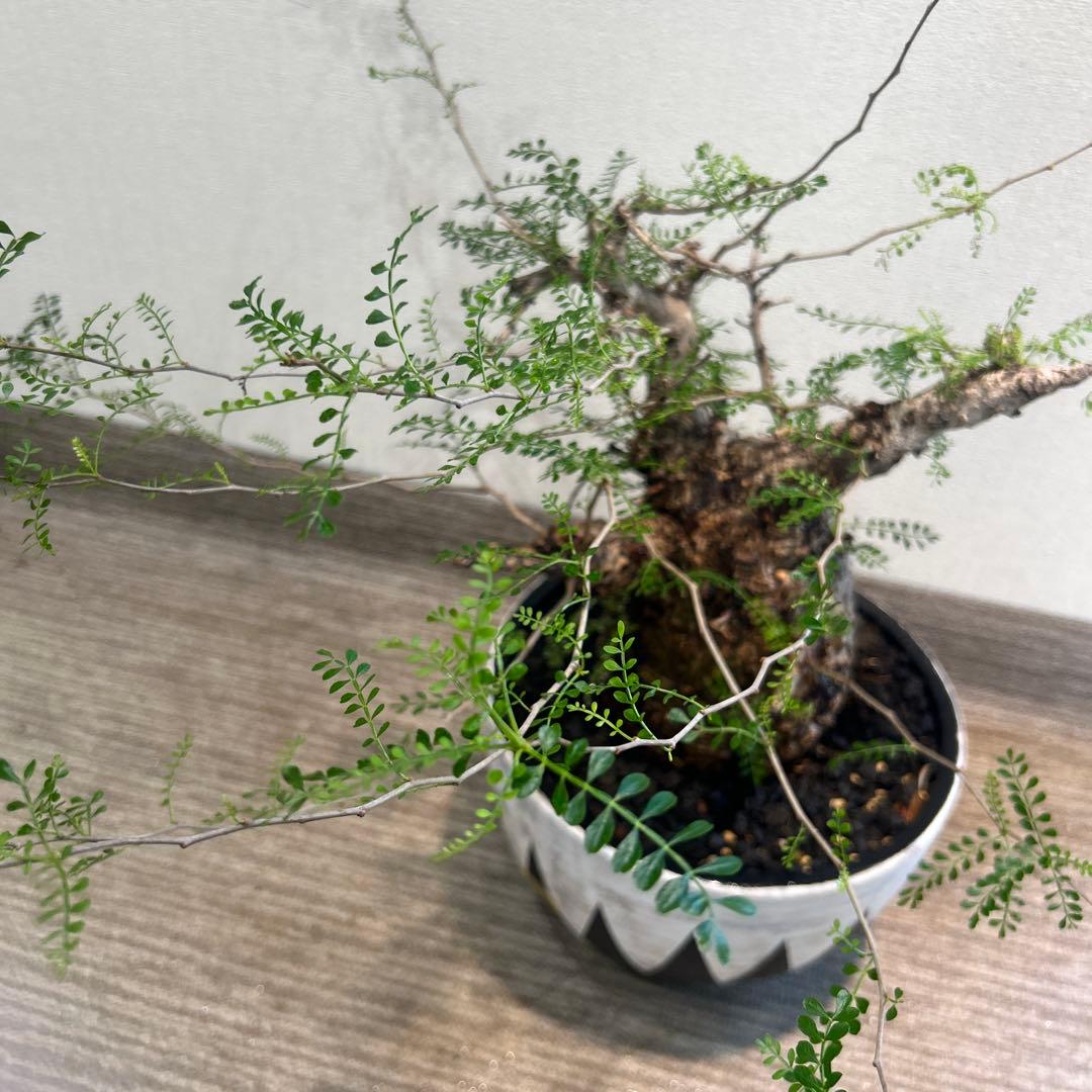 む*ぎ様 塊根植物 パキプス