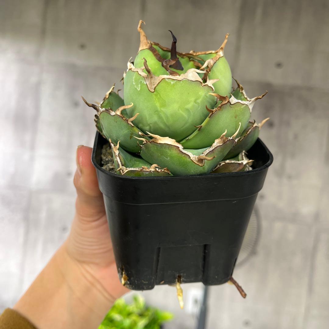 アガベ ジャガーノートコレクション株抜き苗発送