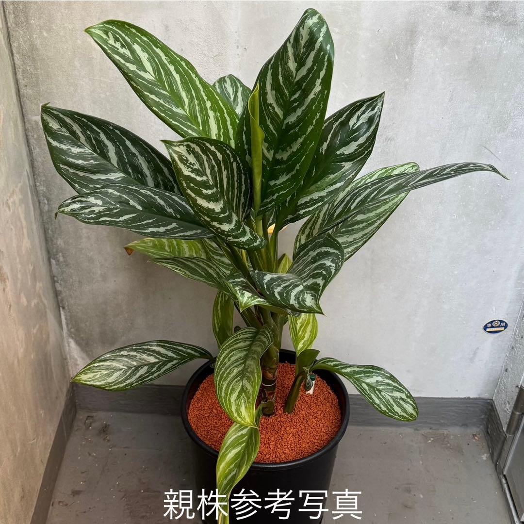 アグラオネマ ニティドゥム カーティシー 観葉植物 LEON レオン 15