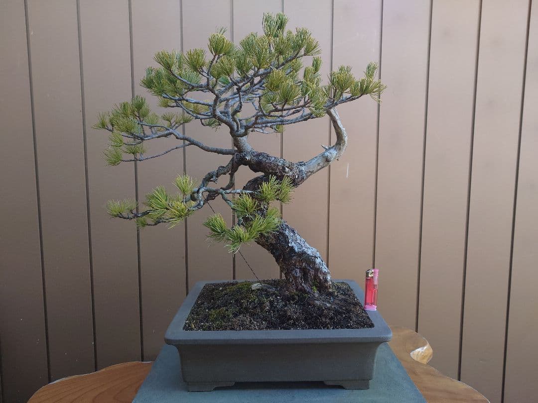 盆栽　五葉松　樹高55cm