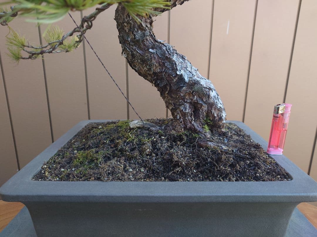 盆栽　五葉松　樹高55cm