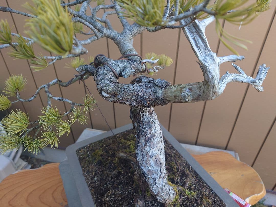 盆栽　五葉松　樹高55cm