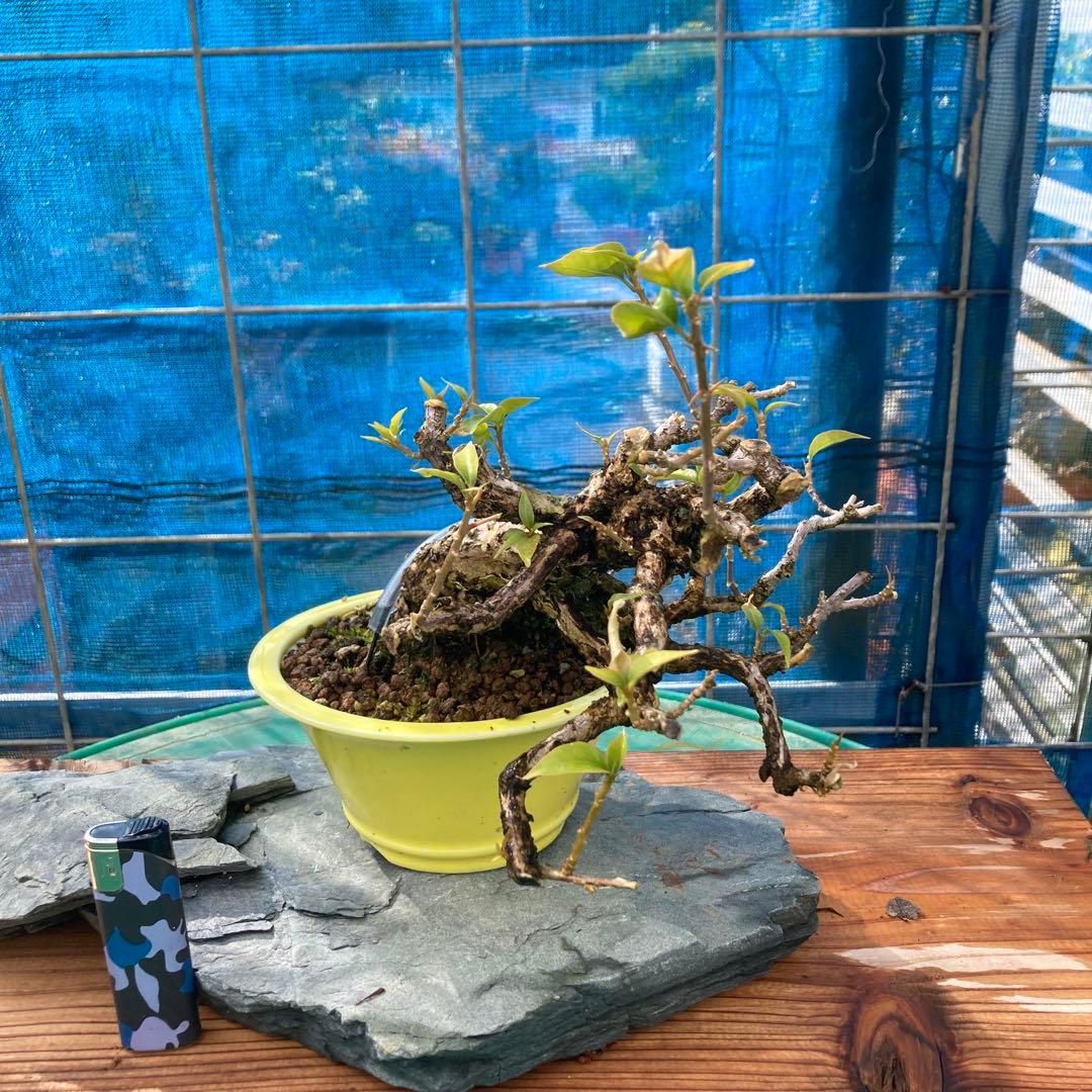 中型盆栽 曲がった幹 ブーゲンビィリア