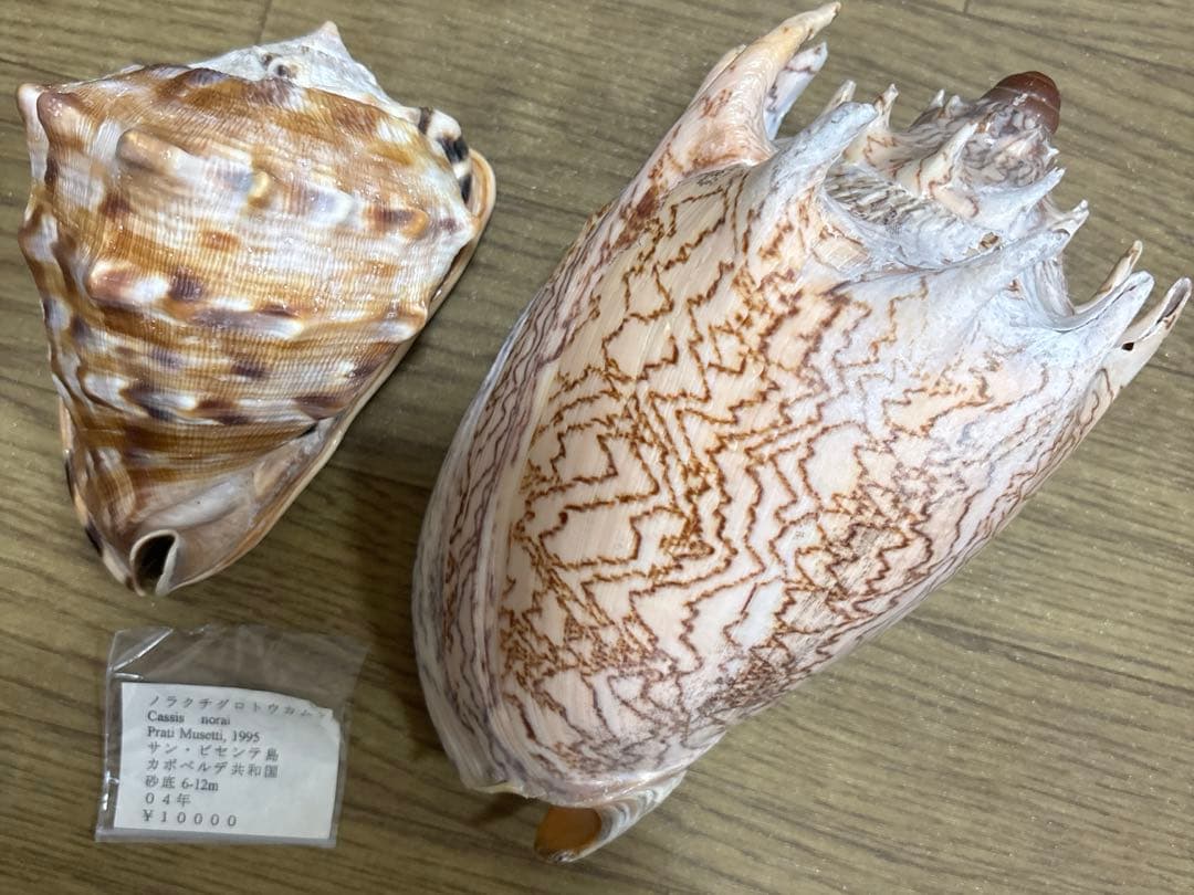 Meyo 7175　　貝殻10点