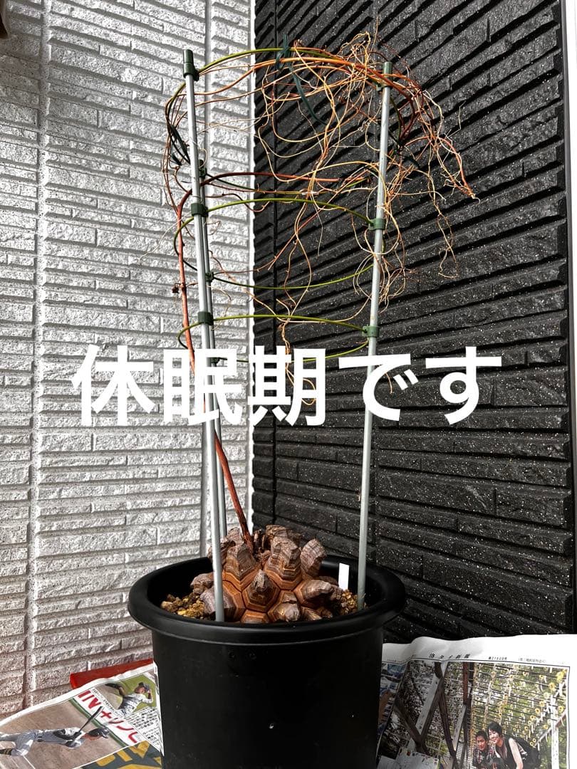 特大size 【亀甲竜】 1点もの 鉢のまま発送します