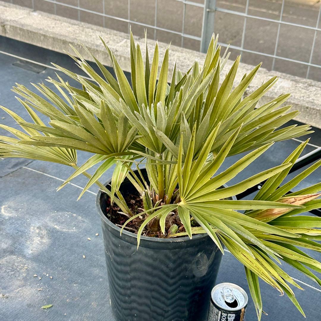 チャメロプス•ボルケーノ 【樹高:約43㎝】Feb06