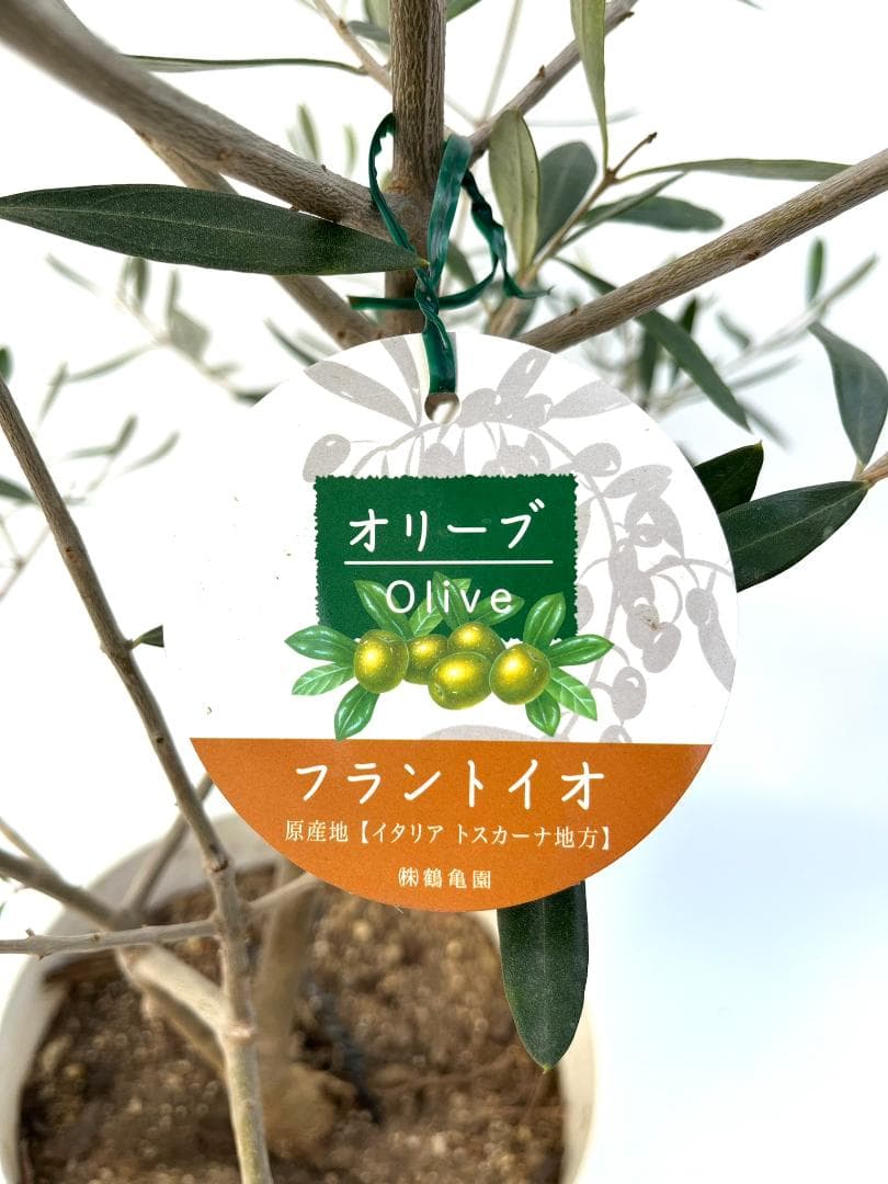オリーブの木　フラントイオ　10号　約160cm　K-338　人気品種　現品掲載