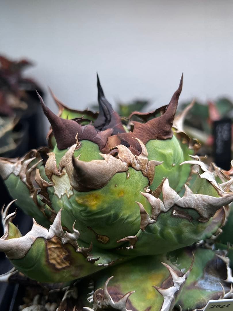 【子株出品】アガベ オテロイ 実生選抜カキコ① ※4枚目