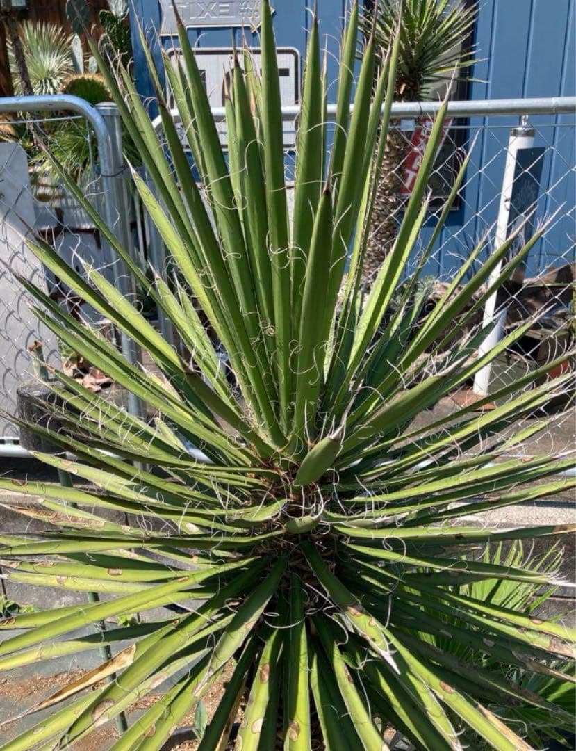 耐寒性ユッカ　フィリフェラ太大株◇ドライガーデン南国アガベ多肉サボテン　ヤシ島