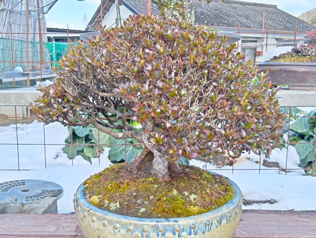 皐月盆栽‼️大盃‼️値下げ‼️