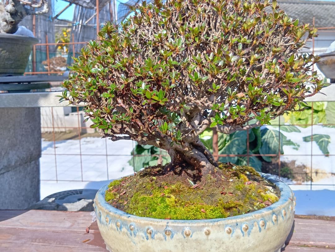 皐月盆栽‼️大盃‼️値下げ‼️