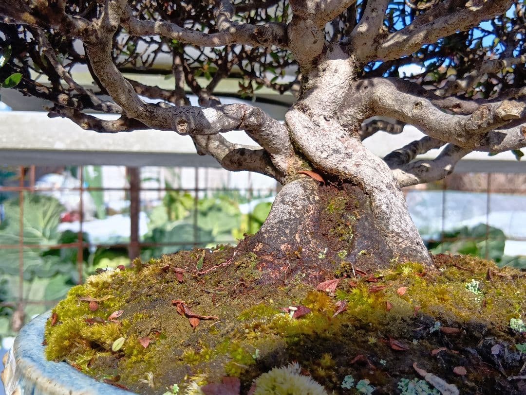 皐月盆栽‼️大盃‼️値下げ‼️