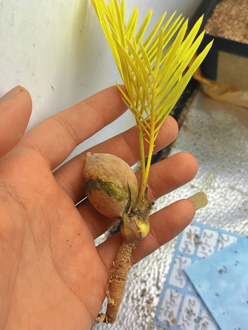 中*道様 B272黄色の羽状葉の観葉植物、ソテツ錦、稀有株