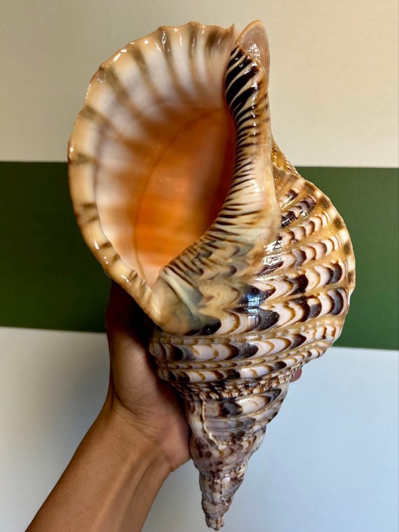 法螺貝30cm 天然そのままの色、厚みのある美しい貝殻です。