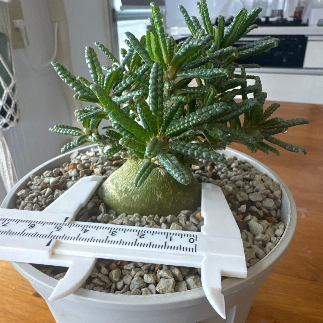 ドルステニアギガスブラータ